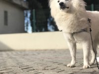 Pomeranian spitz
