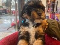 Phantom Black tan özel renk poodle yavrum