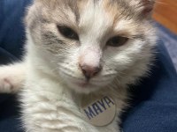 6 AYLIK SAĞLIKLI OYUN CANLISI DİŞİ ACİL KEDİMİZ