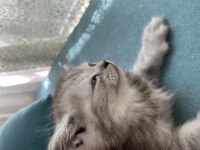 Ücretsiz Sahiplendirme British Shorthair Kedilerimiz