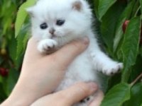 British shorthair dişi kedimiz