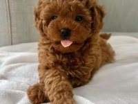 MÜKEMMEL ANATOMİDE TOY POODLE YAVRULAR