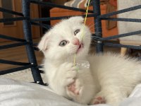 1.5 aylık erkek scottish fold