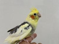 Sultan papağanı sahiplendirilecek