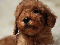Veteriner teknikerinden toy poodle dişi erkek