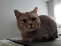 British shorthair kedi mi sahiplendirmek istiyorum