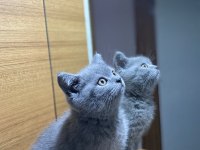 British shorthair safkan yavru