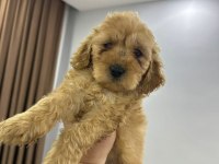 Orjinal toy poodle