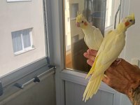 Yavru sultan papağanı 2 aylık