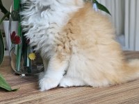ALTIN BİBLO SAFKAN GOLDEN NY12 KEDİM