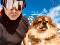 Pomeranian spitz yavrular kahve beyaz siyah
