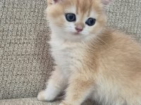 Safkan Cins Garantili Golden British Shorthair