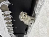 Erkek scottish fold kırık kulak kedimiz 25 günlük