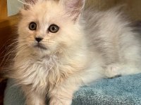 Türkiyenın en geniş referansına sahip kan hattı maine coon