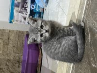 3 tane british shorthair yavrum var