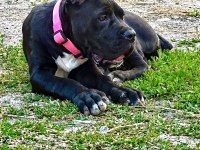 Şecereli anne babadan üst düzey cane corso yavrum