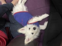 Pomeranian spitz dişi