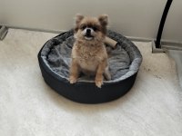 Turuncu dişi köpeğimiz 1 yaşında bu kadar uyguna imkansız