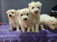 Maltese terrier 55 günlük