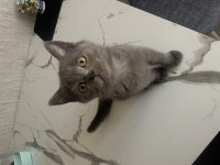 Sağlıklı Uyguna Show Kalite British Shorthair
