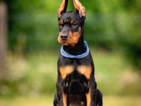 SİZİ KENDİNİZDEN BİLE KORUYAN DOBERMAN