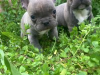 Diş ve Erkek French Bulldog