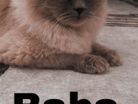Scottish fold blue point long hair 0 kulak