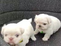 Pekinez yavru köpeğimiz