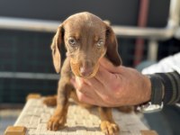 Petmode köpek çiftliğinden dachshund yavrumuz