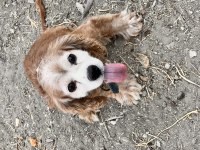 Konya American Cocker Köpeğimiz