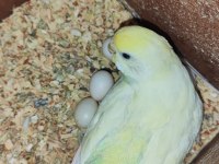 Hazır Kurulu Yumurtalı Çift Muhabbet Kuşu