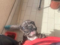 Güzeller güzeli french bulldog prensesimiz