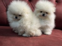 Ankaranın  en elit pomeranian boo yavruları