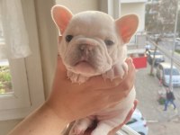 Mükemmel anatomi french bulldog yavrular