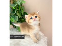 Golden British Shorthair Yavrularım