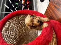 Harika maltipoo yavrularım