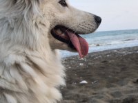 3,5 Yaşında ki dişi samoyed ırkı kızıma damat arıyoruz