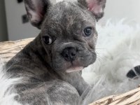 Oyuncu french bulldog yavrular