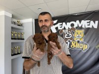 WC EGİTİMLİ TOY POODLE YAVRULARIMIZ FENOMEN PETS ANKARA