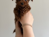 KORE POODLE TEACUP