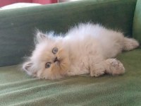 AŞIK OLACAKSINIZ british longhair