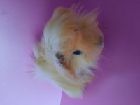 Erkek peruvan cinsi ginepig