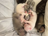 Fransız Bulldog Yavruları Renk Cümbüşü