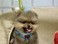 Mini teacup erkek pomeranian boo
