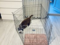 4 aylık poodle yavrumuza yuva arıyoruz