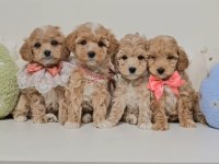 Eşsiz Maltipoo Sevimli Yavrular