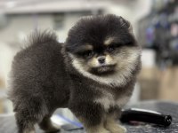Black Tan Muazzam Renk ve Tüy Yapısı Pomeranian