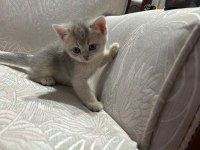 Golden yavrular british shorthair