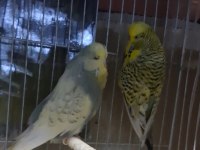Şhow jumbo renk güzeli takım muhabbet kuşu