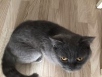 ERKEK 1 YAŞINDA BRİTİSH SHORTHAİR